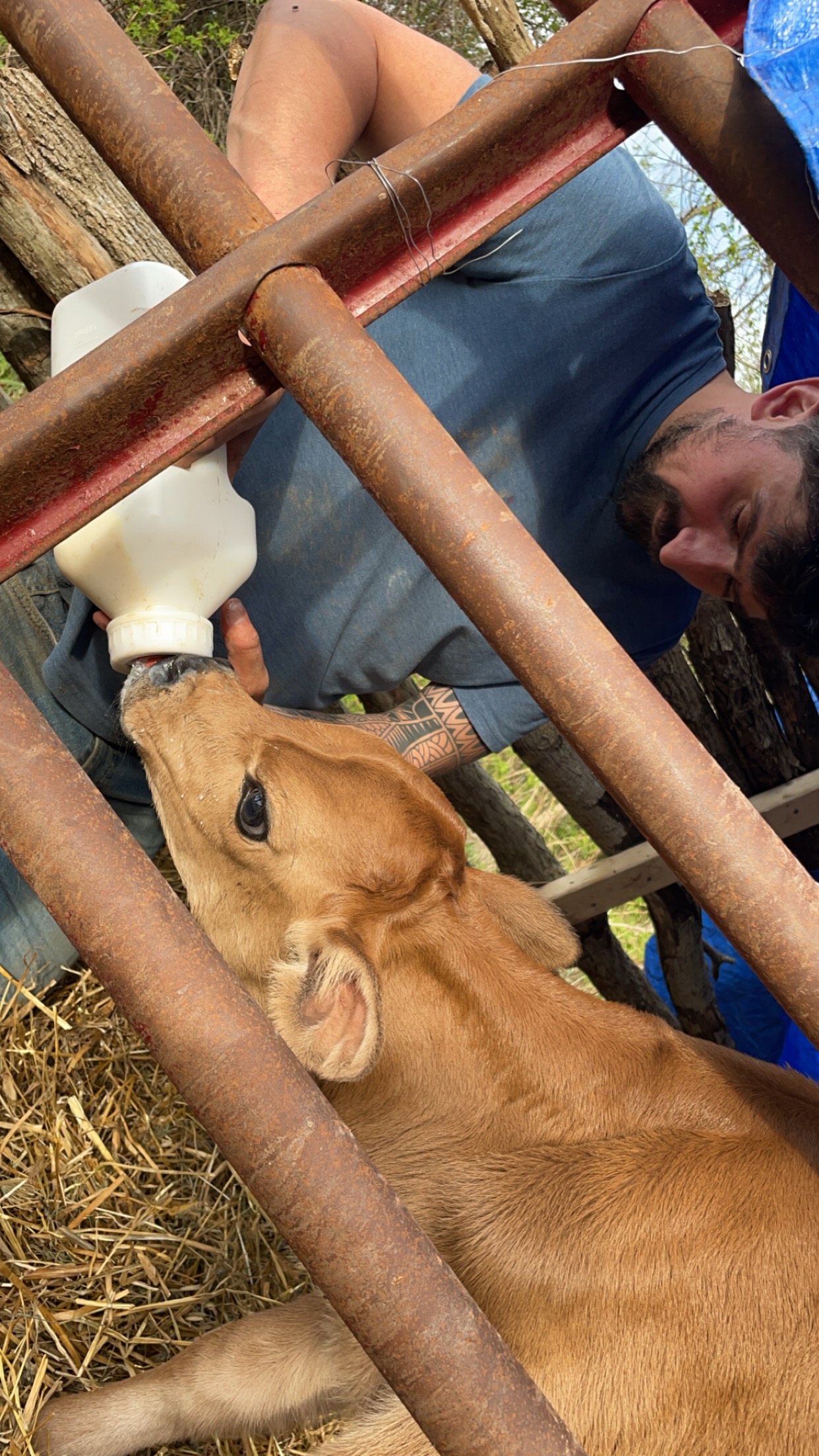 Al Feeding Calf