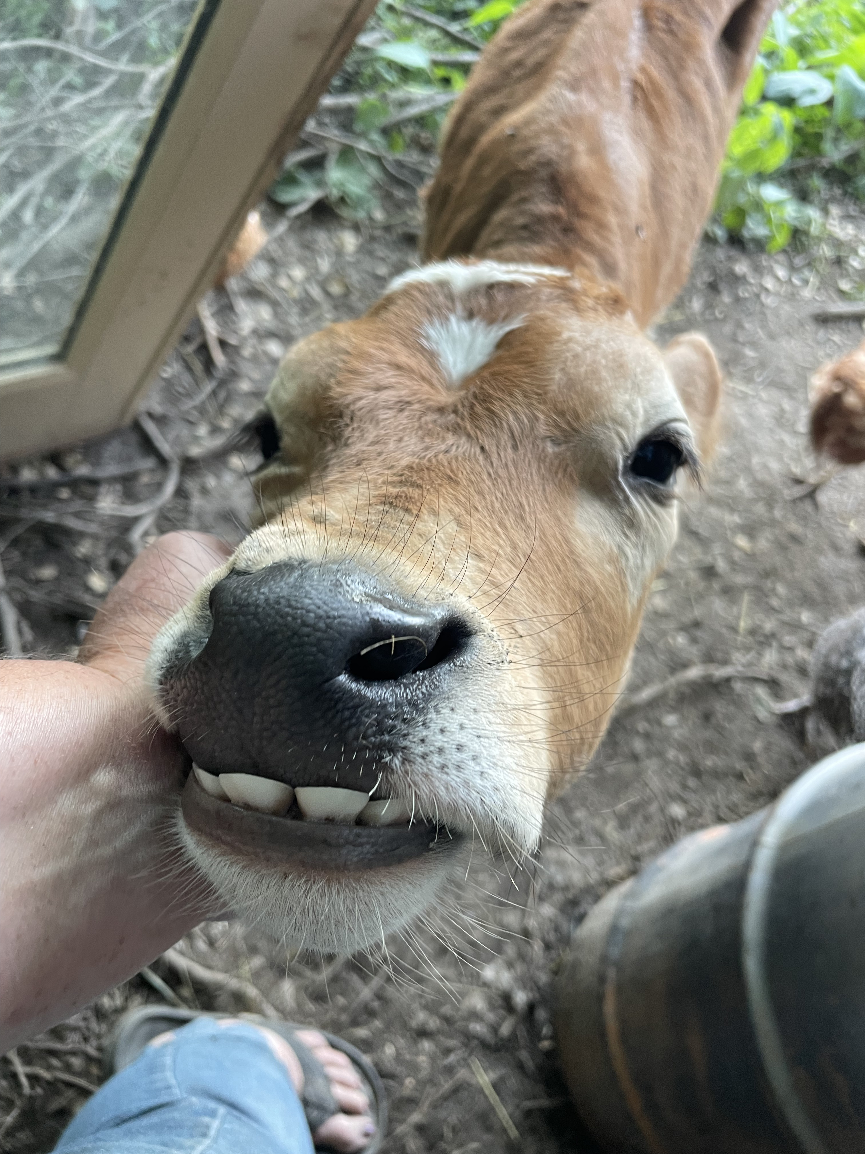 Smiling Calf